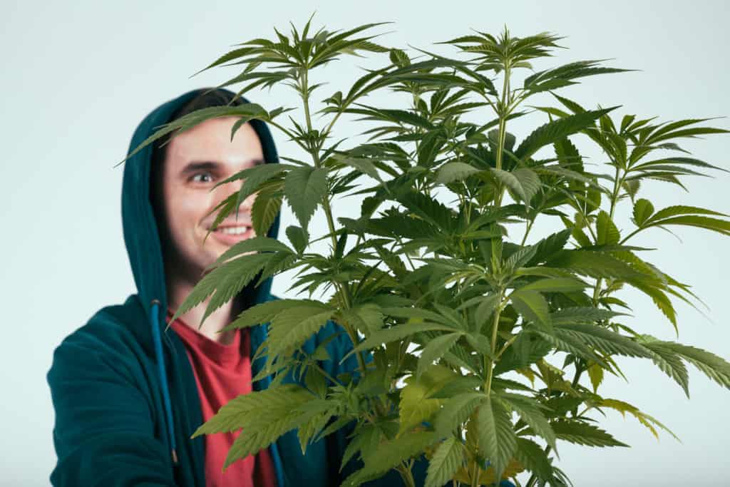 Marijuana Plant Growth Cycle Stages. Man happy with marijuana plant.