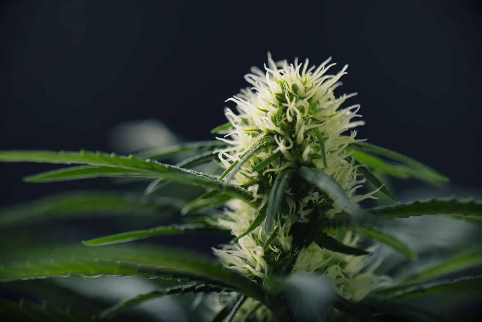 Preflowering cannabis stage. Cannabis Plant preflower.