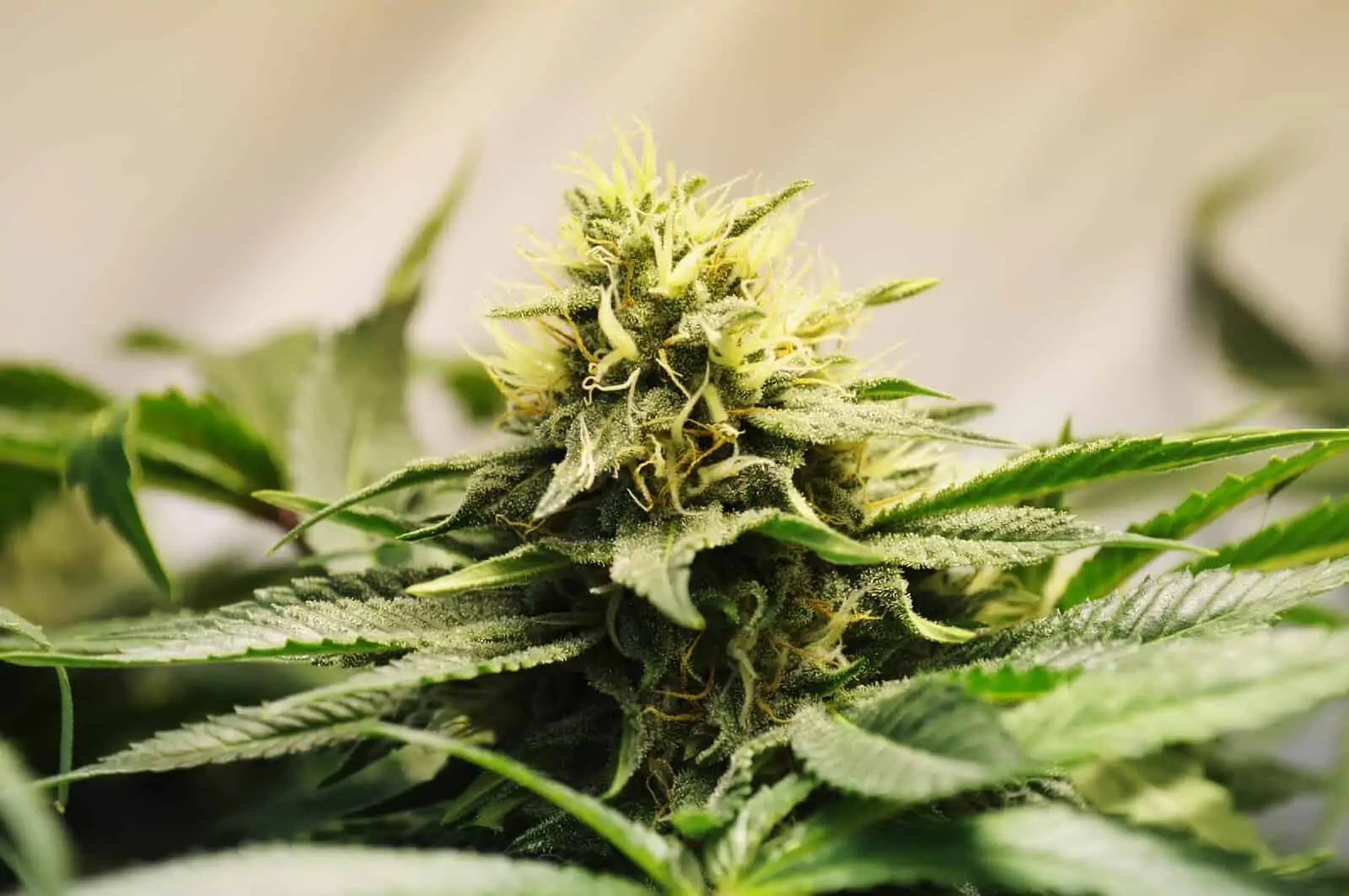 Scientists Discovered A New Weed Compound Stronger Than THC