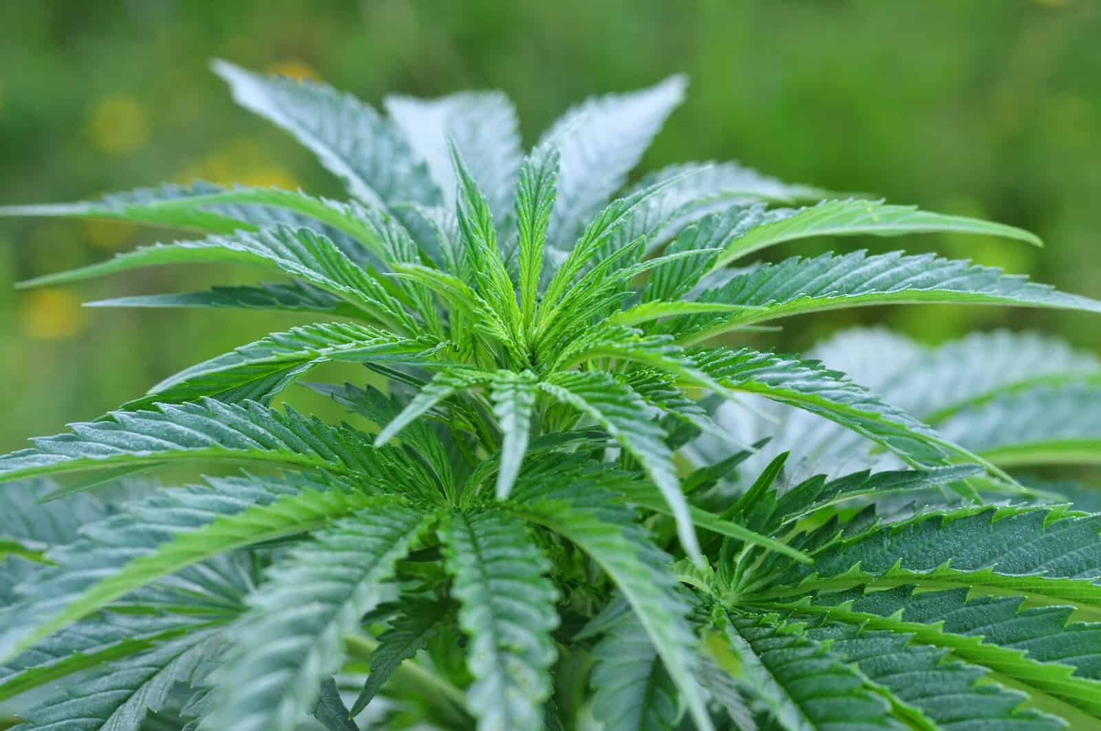 Vermont House Approves Recreational Marijuana Bill
