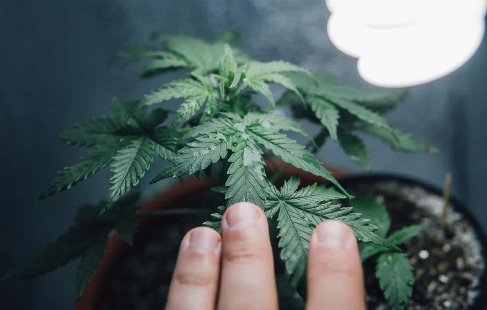What’s The Best Soil For Growing Weed?