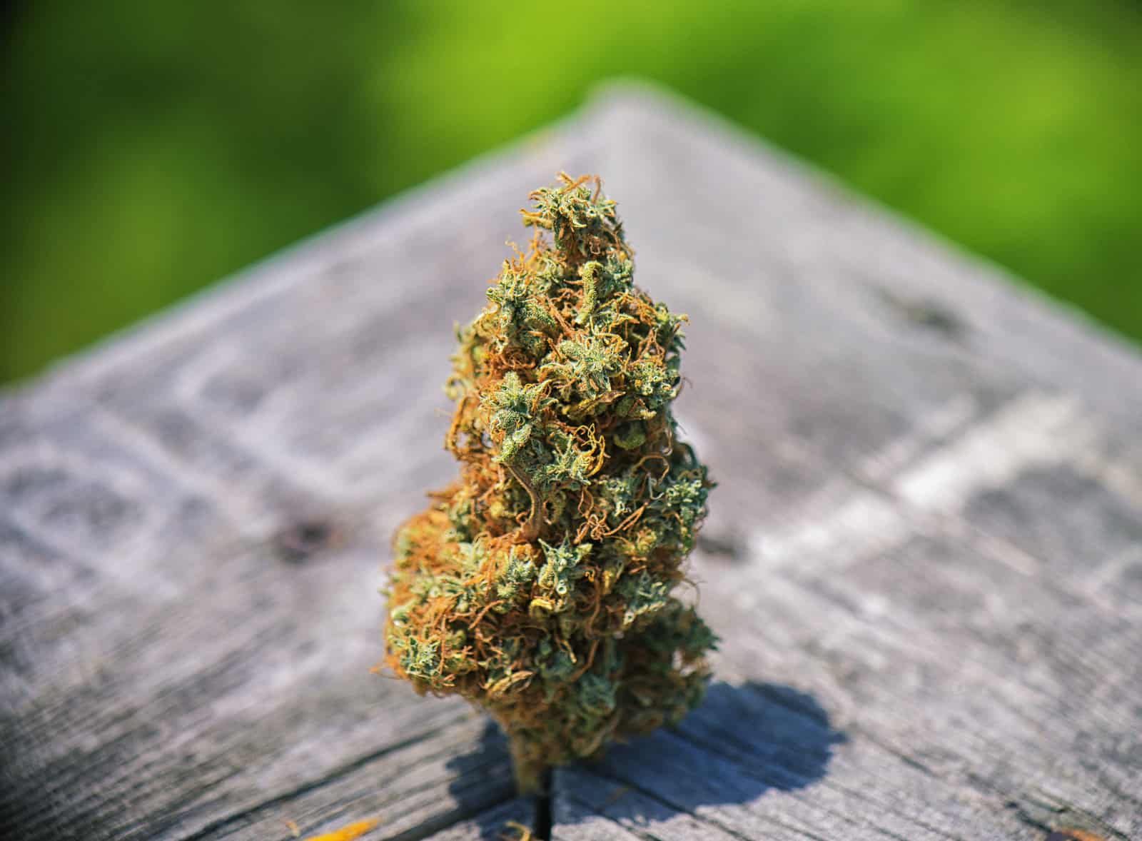 Critical Mass Weed Strain Review & Information