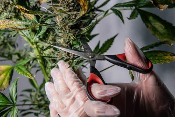 A person cutting a cannabis plant with scissors in their Florida marijuana job.