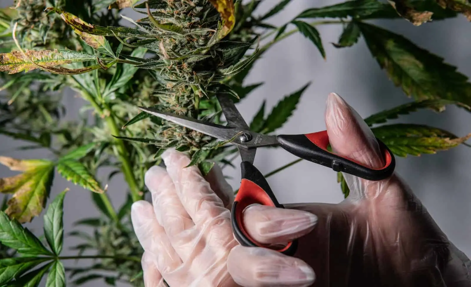 Florida Cannabis Jobs Cannabis Careers. Hands cutting a plant