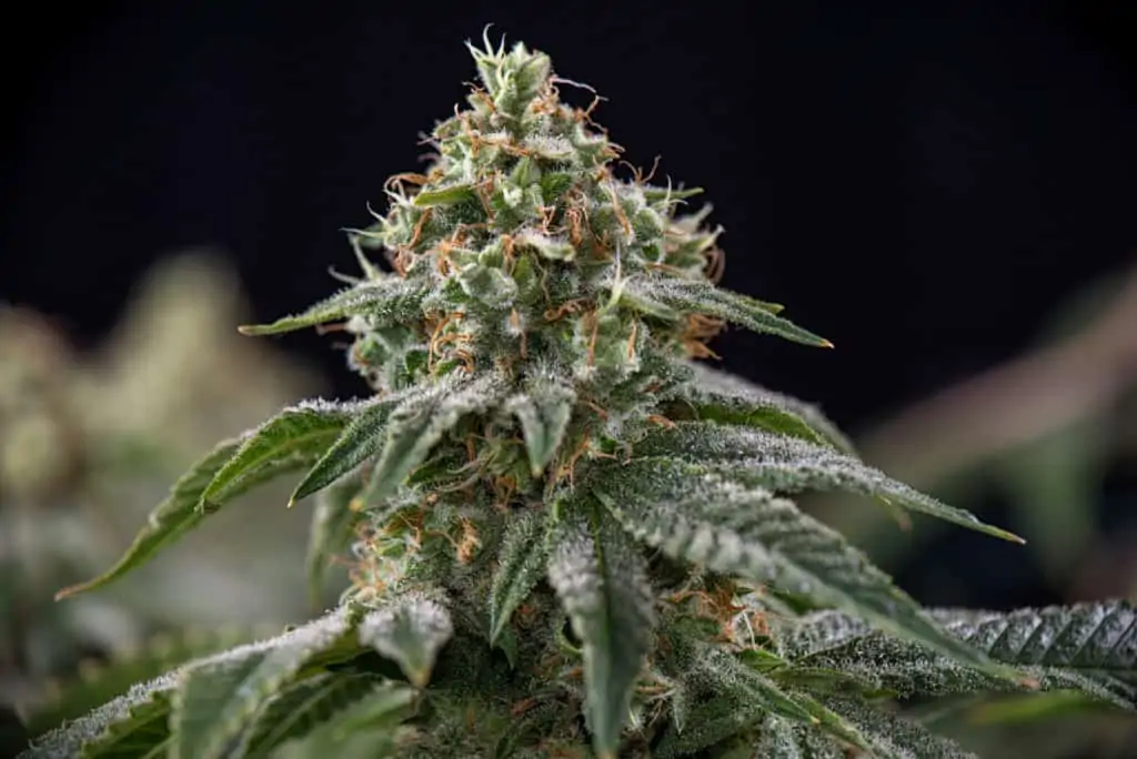 Gelato Marijuana Strain Information 2020