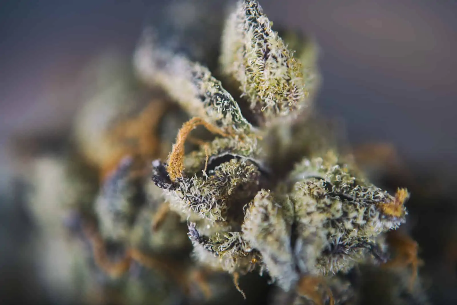 Girl Scout Cookies Marijuana Strain Review. Brown flower bud