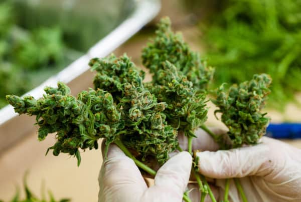 Illinois Marijuana Cannabis Jobs.Weed buds.