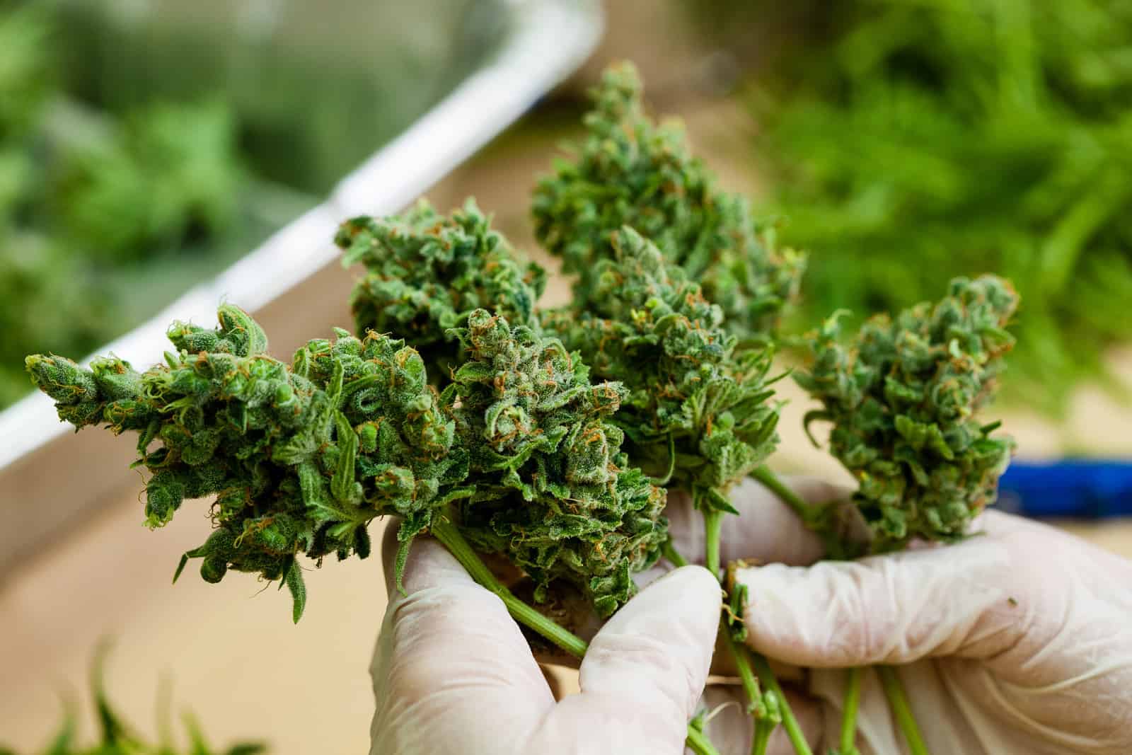 Illinois Marijuana Cannabis Careers