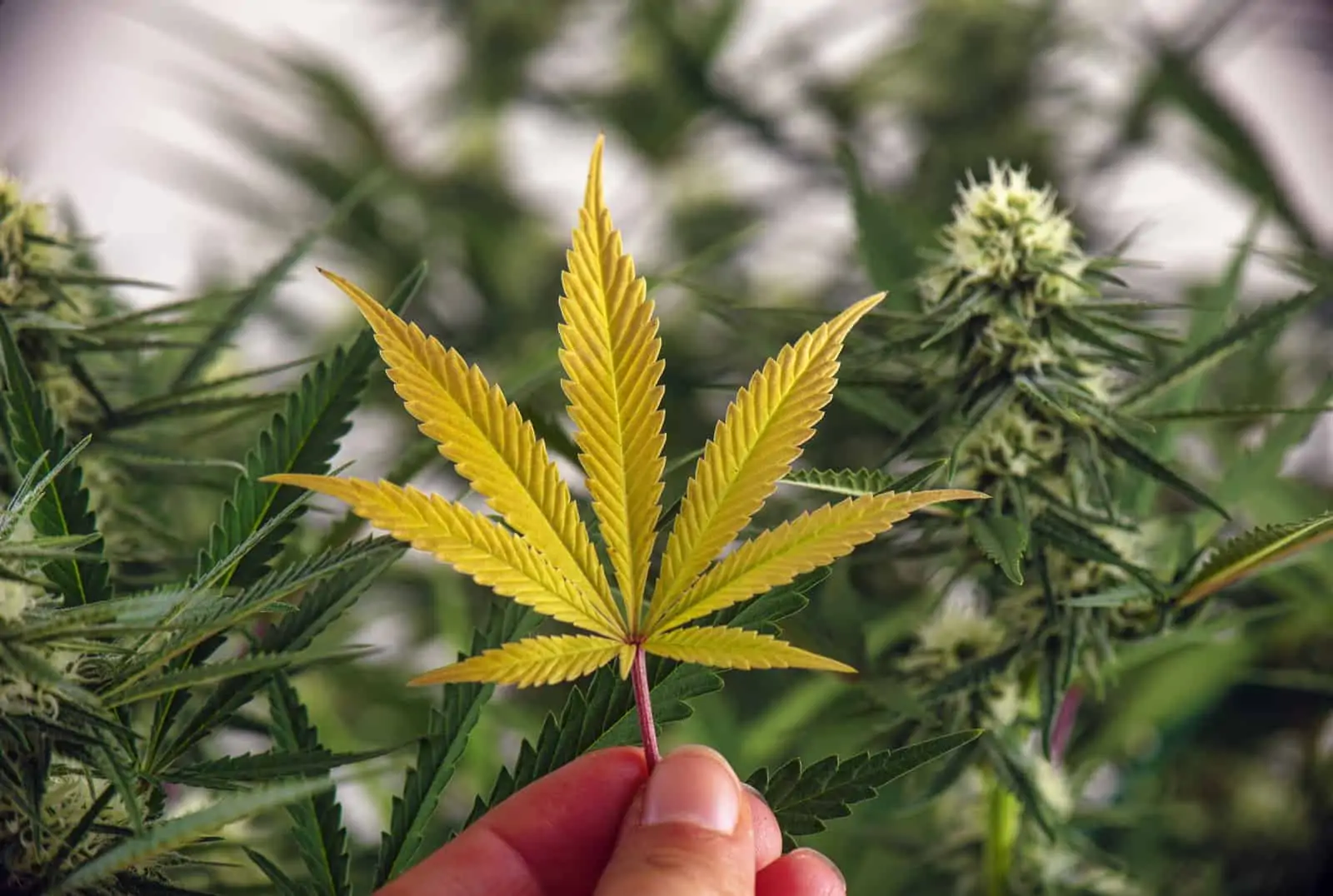 Illinois Marijuana Laws 2020