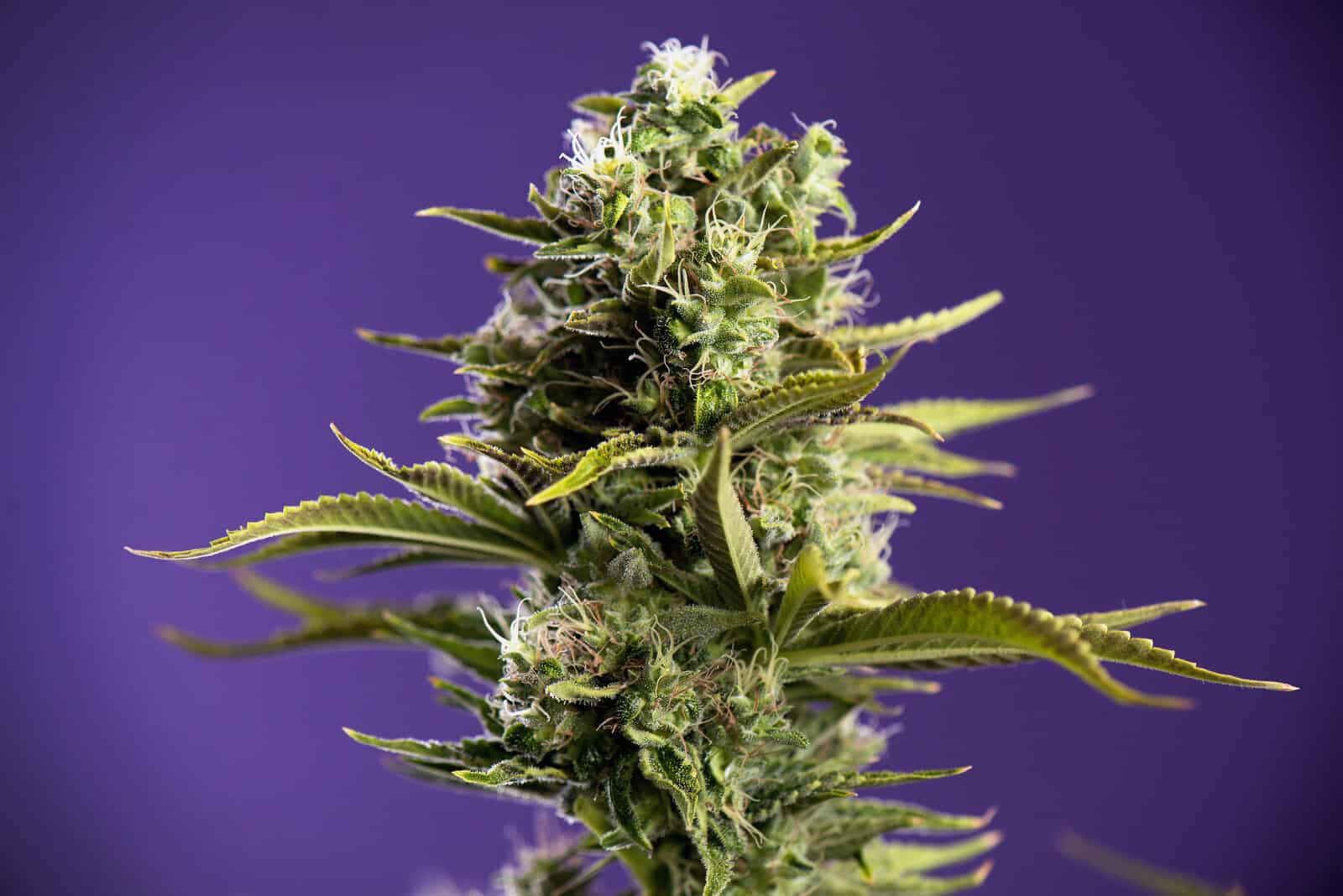 Jack Herer Seeds - Everything You Need to Know