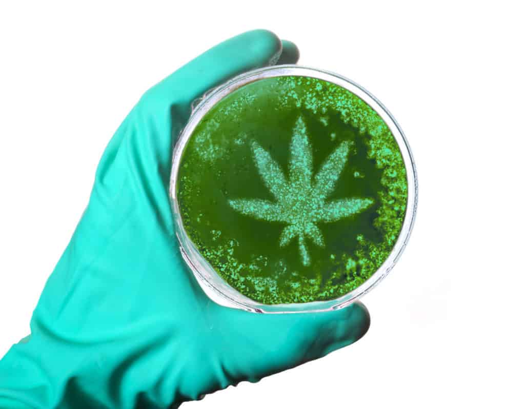 Cannabis and Coronavirus: What you need to know. Hand with a glove holding cannabis leaf container