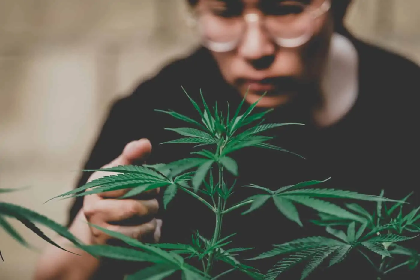 Farmers examine the growth of fresh marijuana for medical. Marijuana grower job