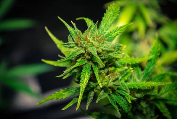 Purple punch marijuana strain review. Marijuana plant.
