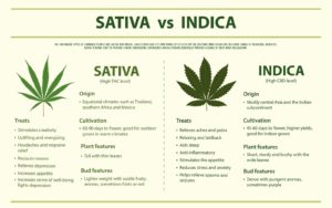 The Ultimate Guide to the Difference Between Indica vs. Sativa