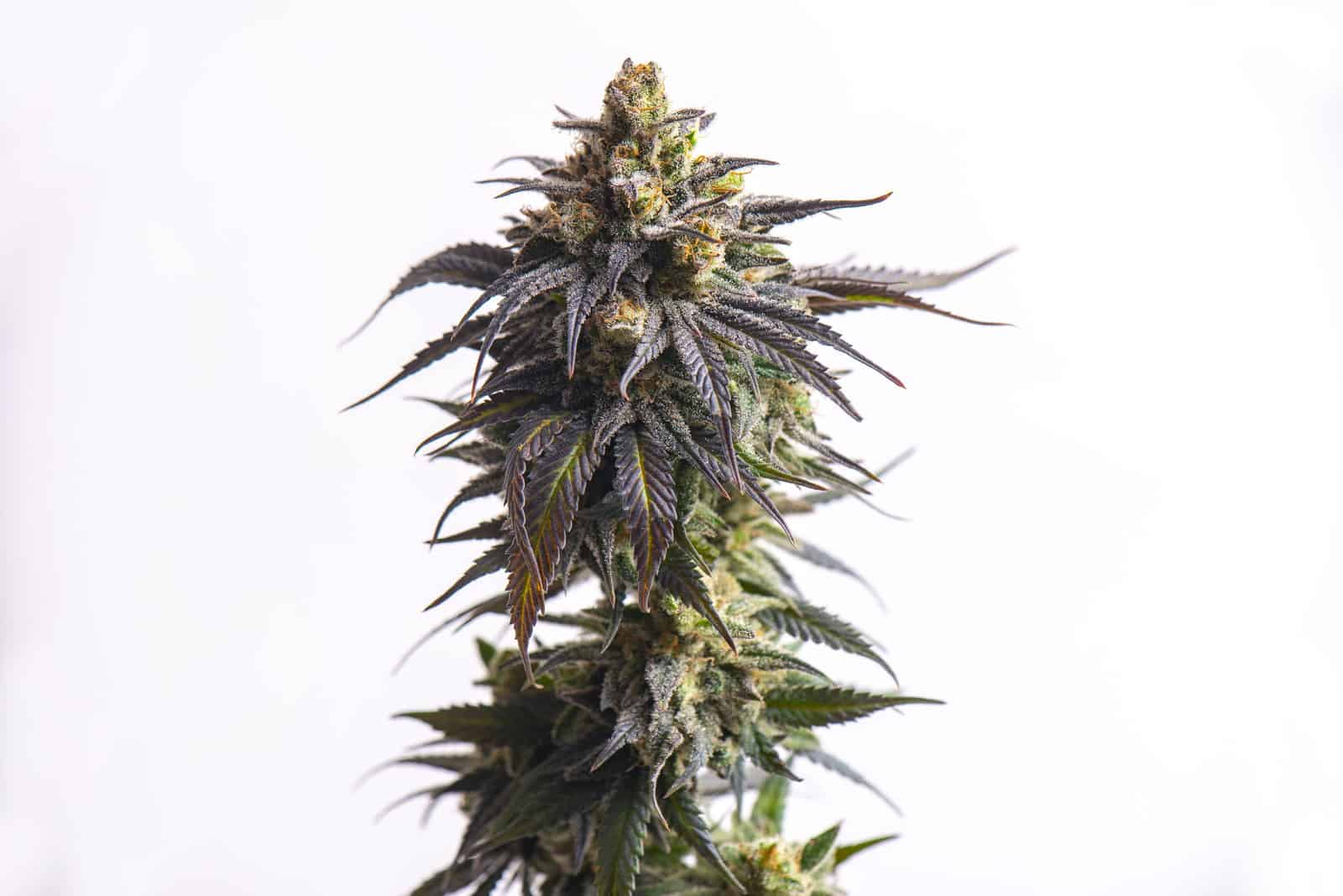 Wedding Cake Weed Strain Review & Information