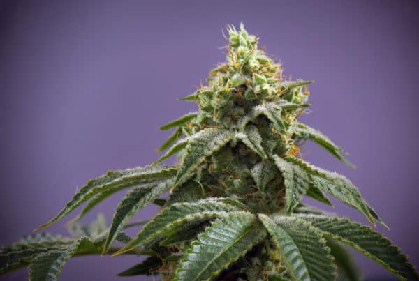 marijuana plant on purple background, 15 best weed strains for anxiety