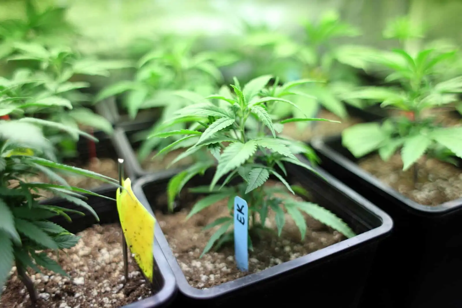 20 Great Cannabis Seeds for Indoor Marijuana Growing