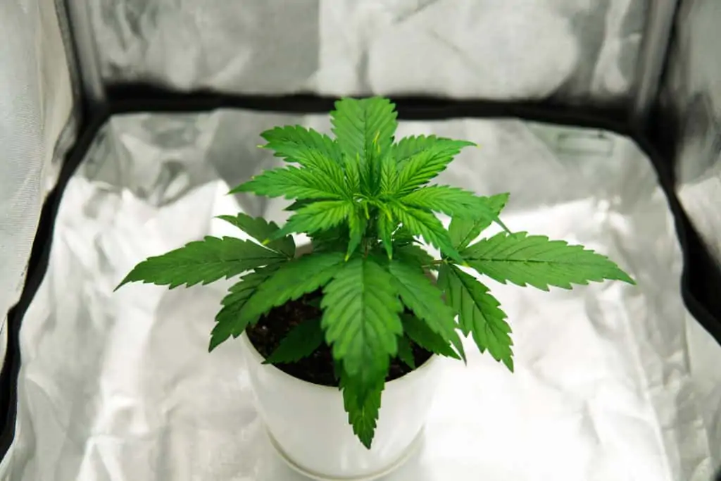  Pot plant inside a grow tent, best cannabis grow tent