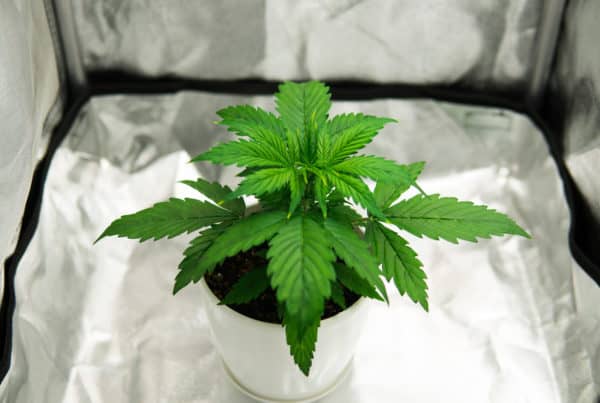 Pot plant inside a grow tent, best cannabis grow tent