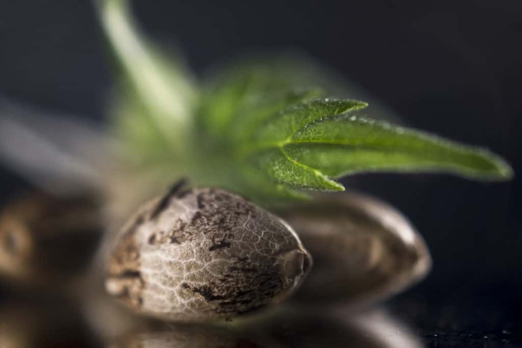 Best Marijuana Seeds For Outdoor Marijuana Growing