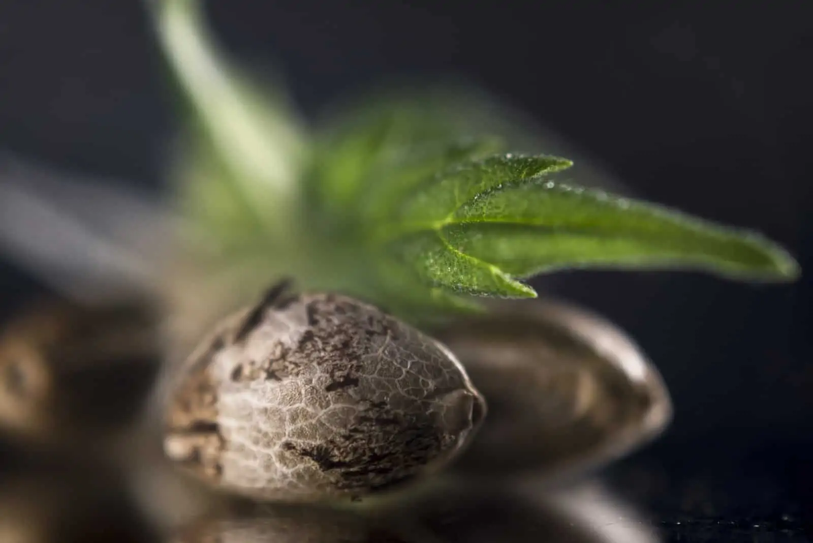 Best Marijuana Seeds For Outdoor Cannabis Growing