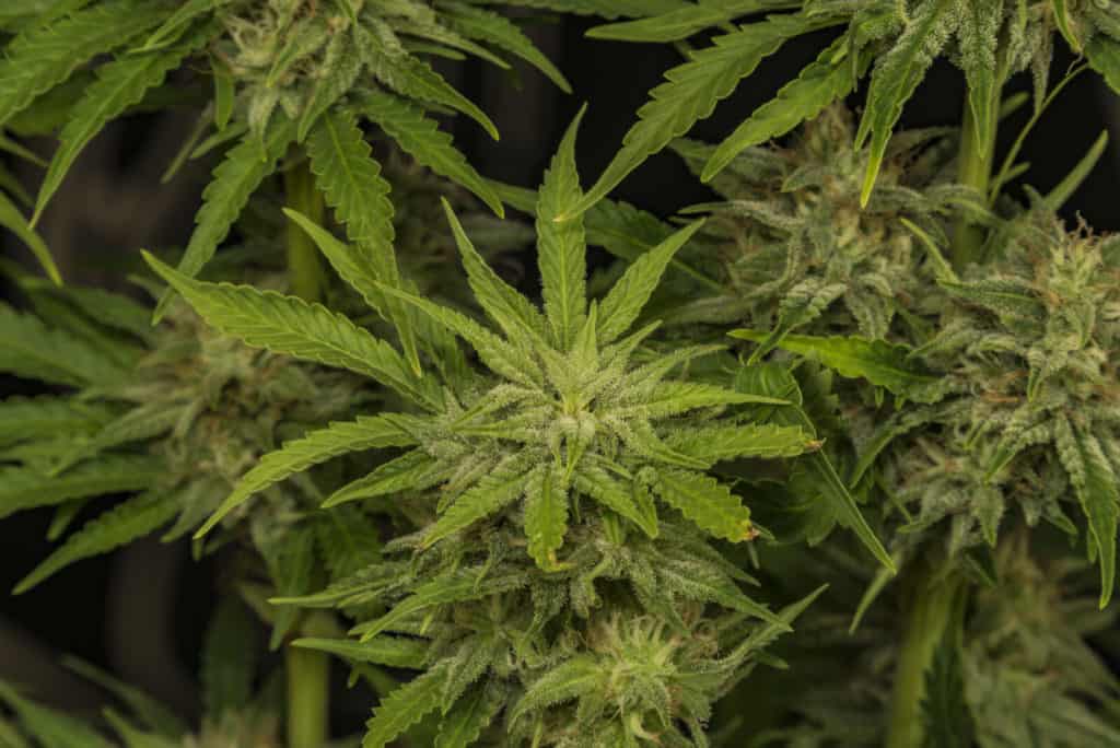 Bubba Kush Marijuana Strain Review. Green marijuana plants.