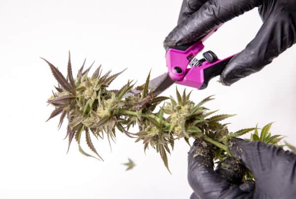 California Cannabis Jobs and Marijuana Careers. Gloved hand snipping buds.