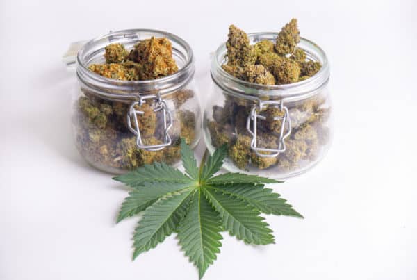 Curaleaf Marijuana Dispensaries Florida. 2 glass jars with marijuana buds and marijuana leaf.