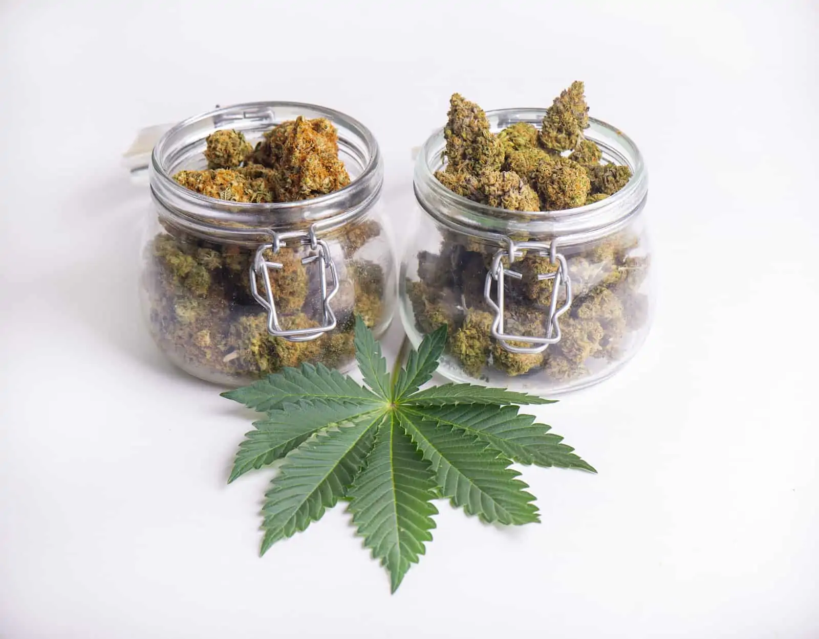 Curaleaf Marijuana Dispensaries Florida. 2 glass jars with marijuana buds and a marijuana leaf.