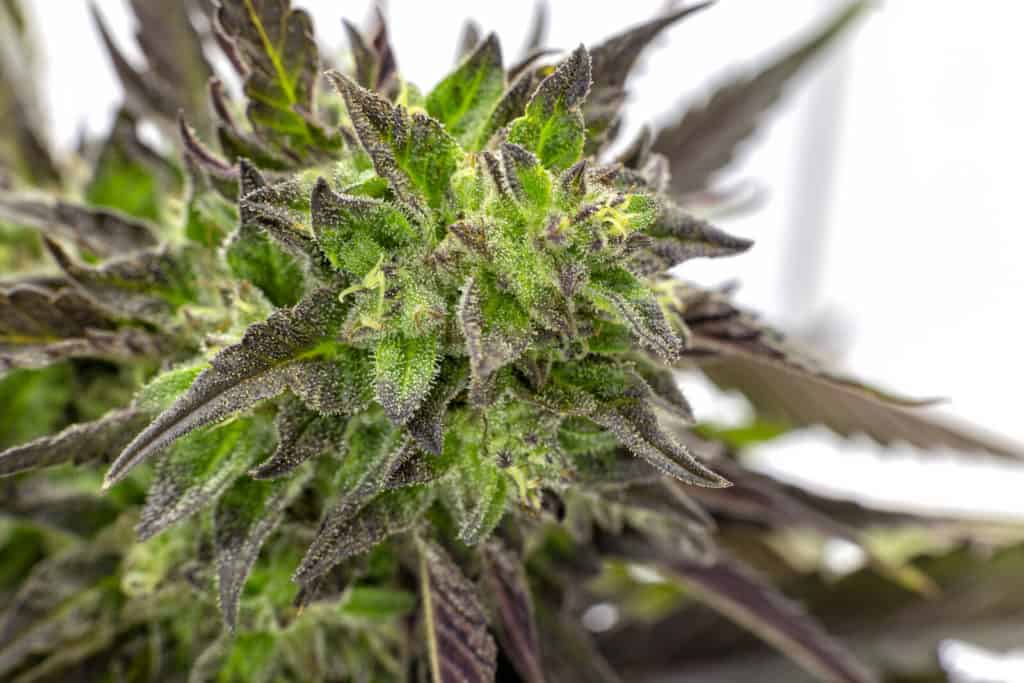 Closeup of a marijuana plant, is indica an upper or a downer?