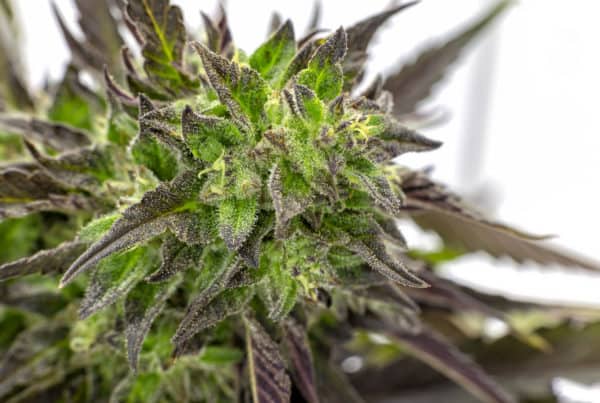 Closeup of a marijuana plant, is indica an upper or a downer?