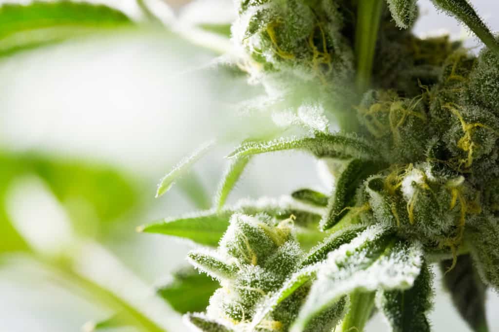 Cannabis news recap. Marijuana plant