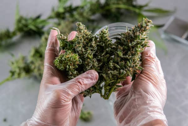 A Job Seeker's Guide to Colorado Cannabis Jobs and Careers. Gloved hands holding weed.