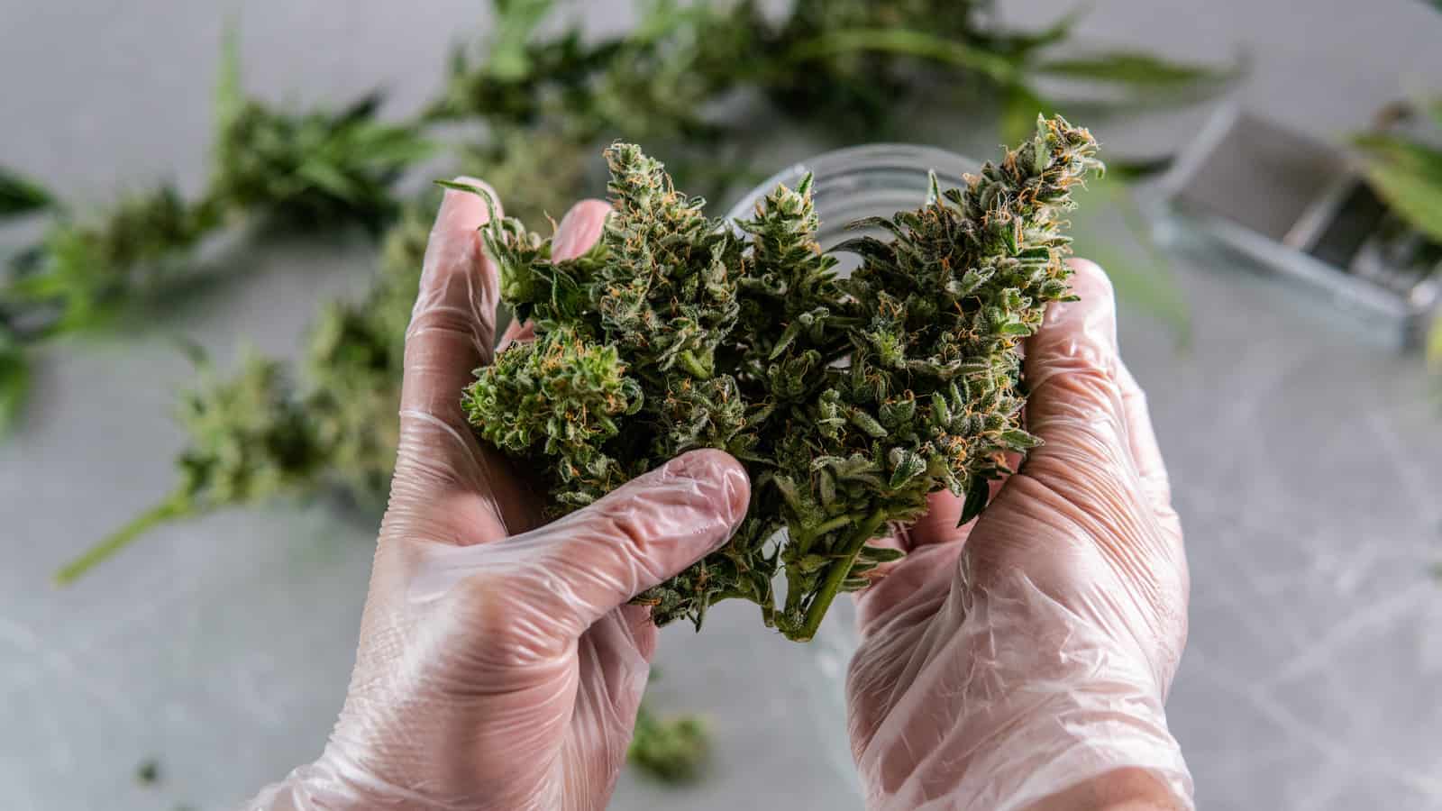 A Job Seeker's Guide to Colorado Cannabis Jobs and Careers. Gloved hands holding marijuana.