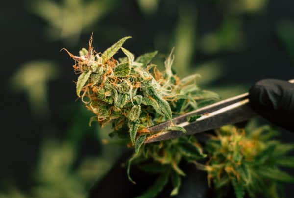 Washington Cannabis Jobs and Marijuana Careers. Closeup of a marijuana bud.