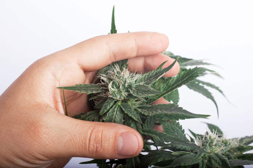 hand holding a weed plant, best master grower certification online