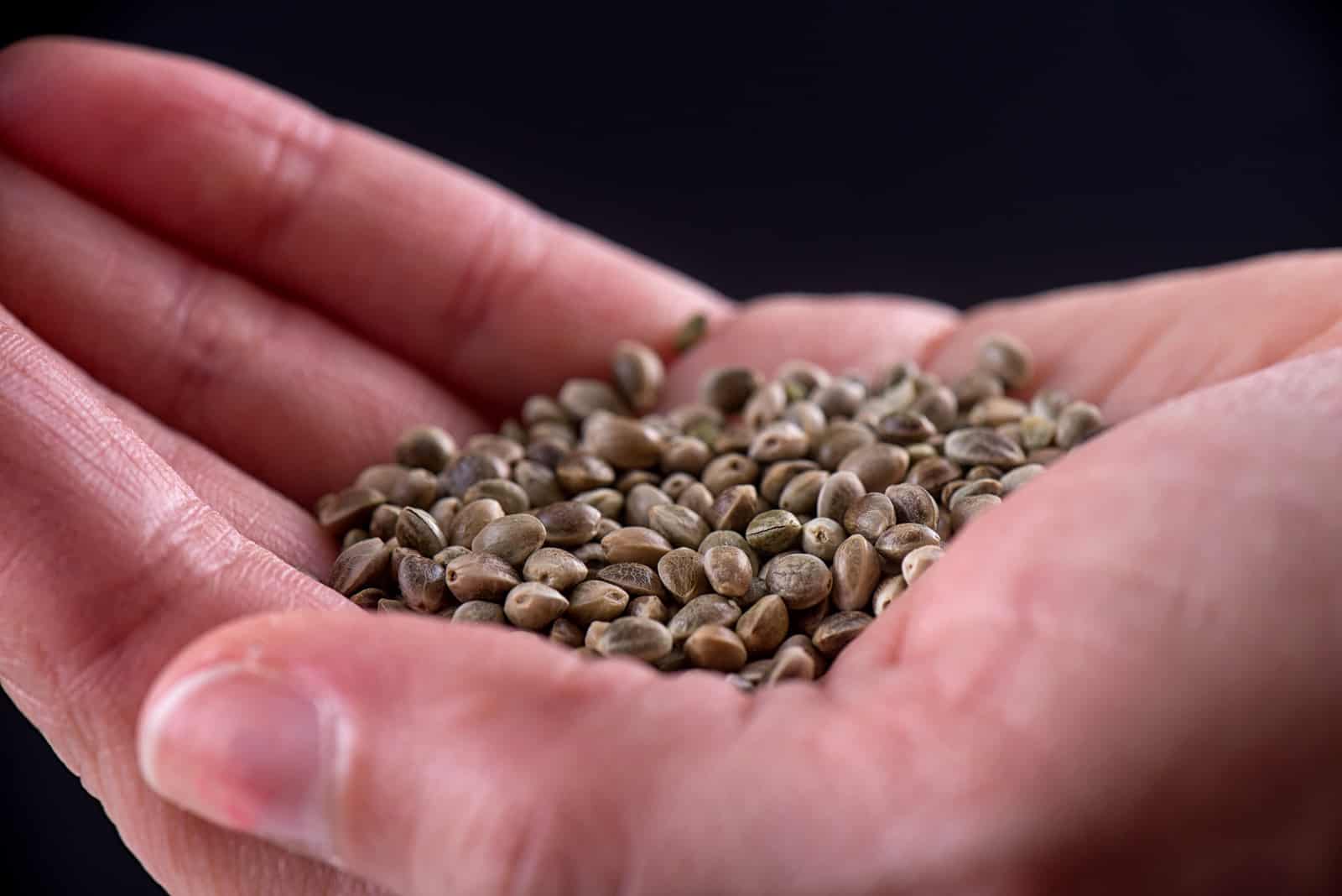 9 Best Cannabis Seed Banks That Ship to the USA