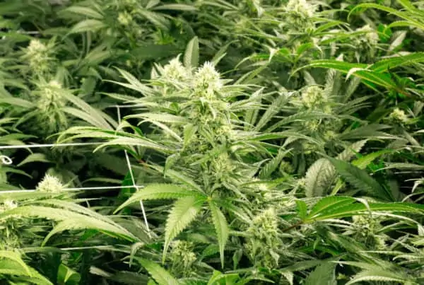 Grow Room Design for Cannabis Growing. Marijuana plants.