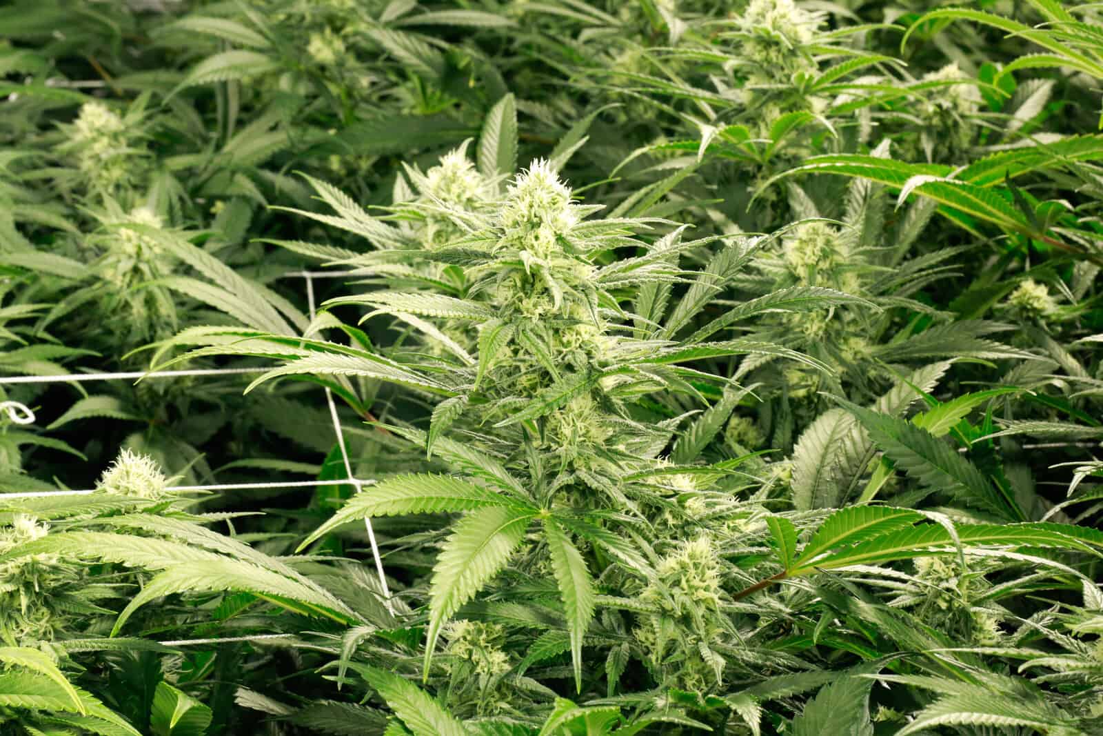 Marijuana grow room blueprints