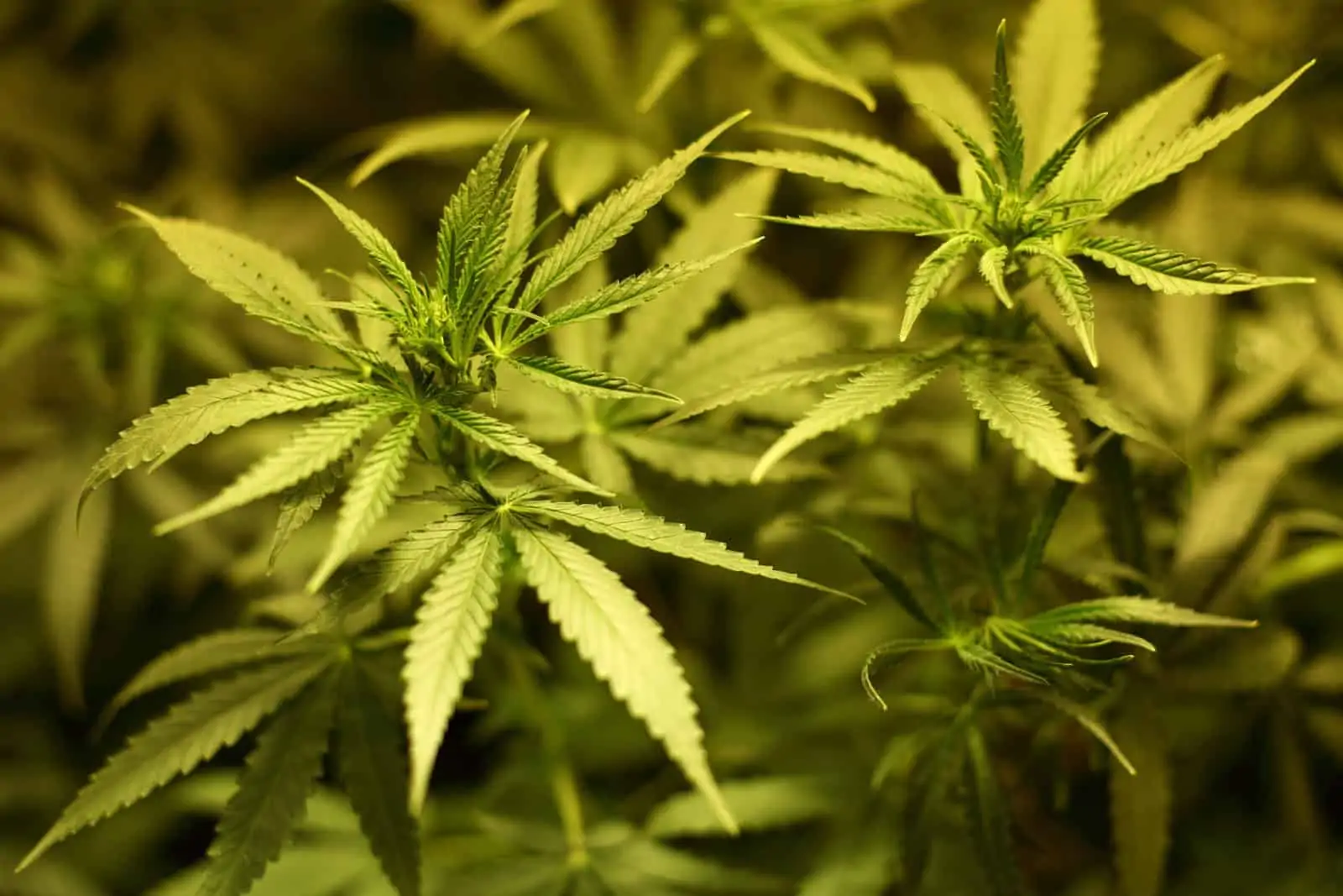 Marijuana News Recap For April, 2020