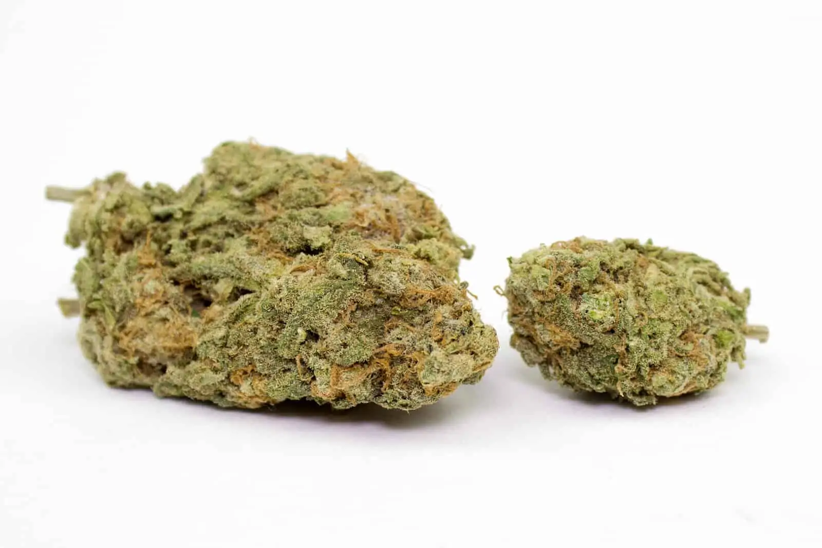 marijuana buds up close isolated on white, master kush strain