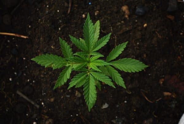 Best 10 THCV Strains. Marijuana plant in soil.