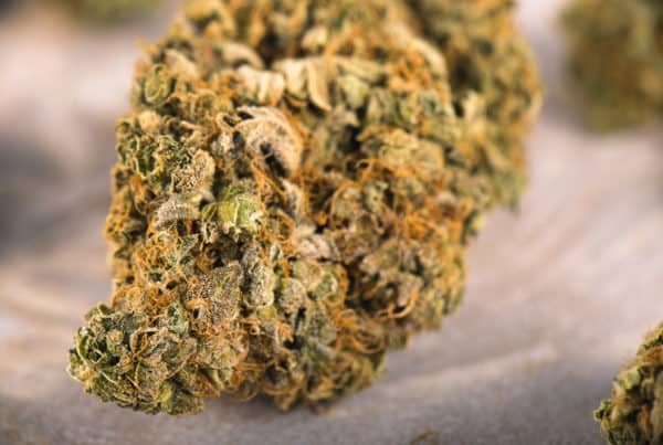 Trainwreck Marijuana Strain: A Humboldt Masterpiece. Marijuana bud close up.