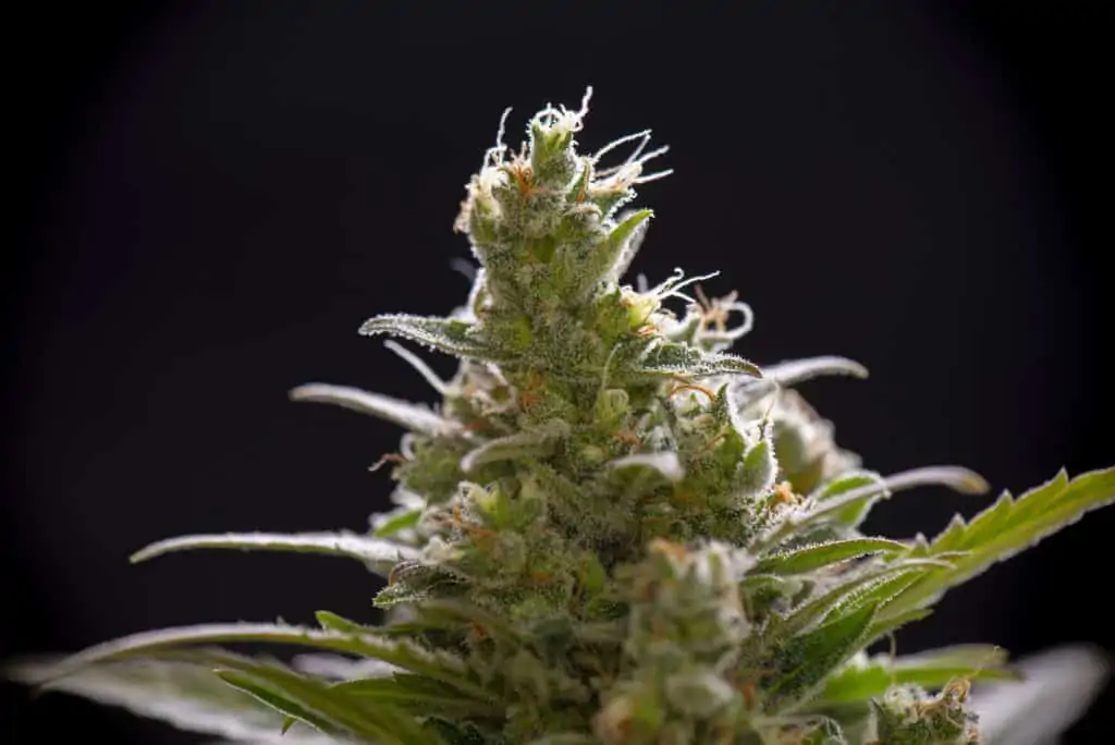 close up of cannabis plant on black background, headband strain