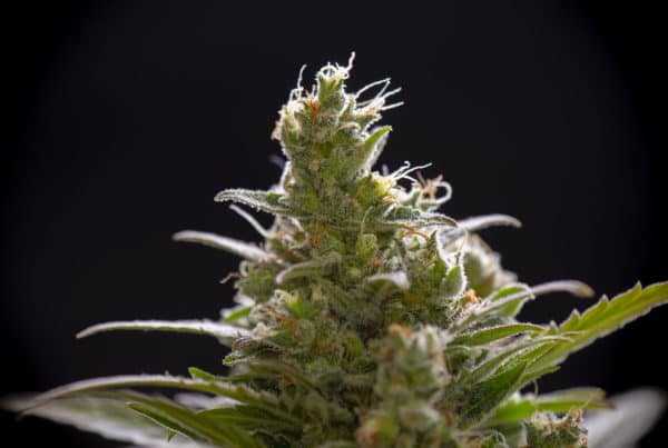 Headband Marijuana (A Potent OG Kush Hybrid). Closeup of a cannabis plant.