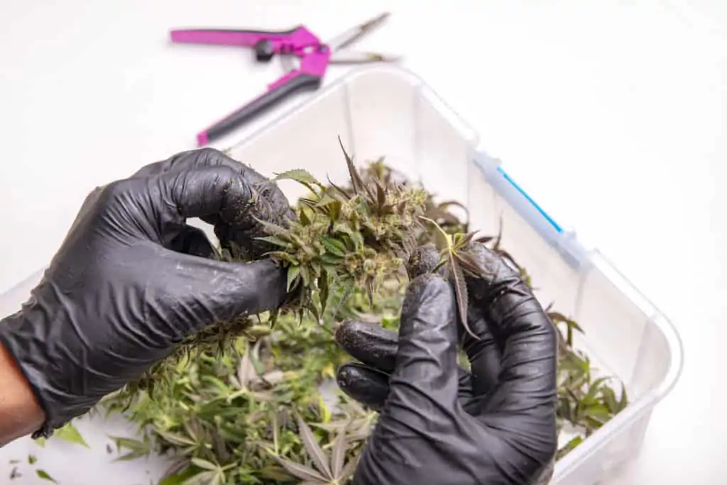 Hand with gloves trimming a fresh cannabis flower over white background, how much does a trimmer make