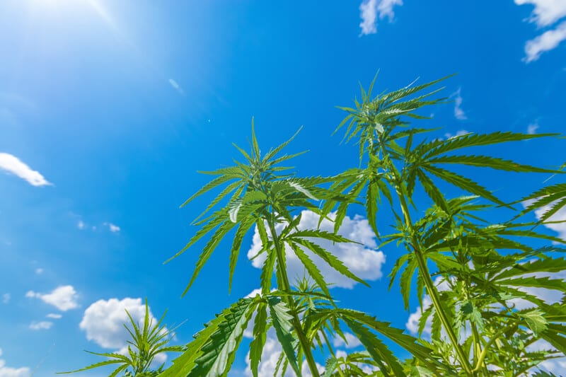 cannabis plants outside with a blue sky, master grower pro certification