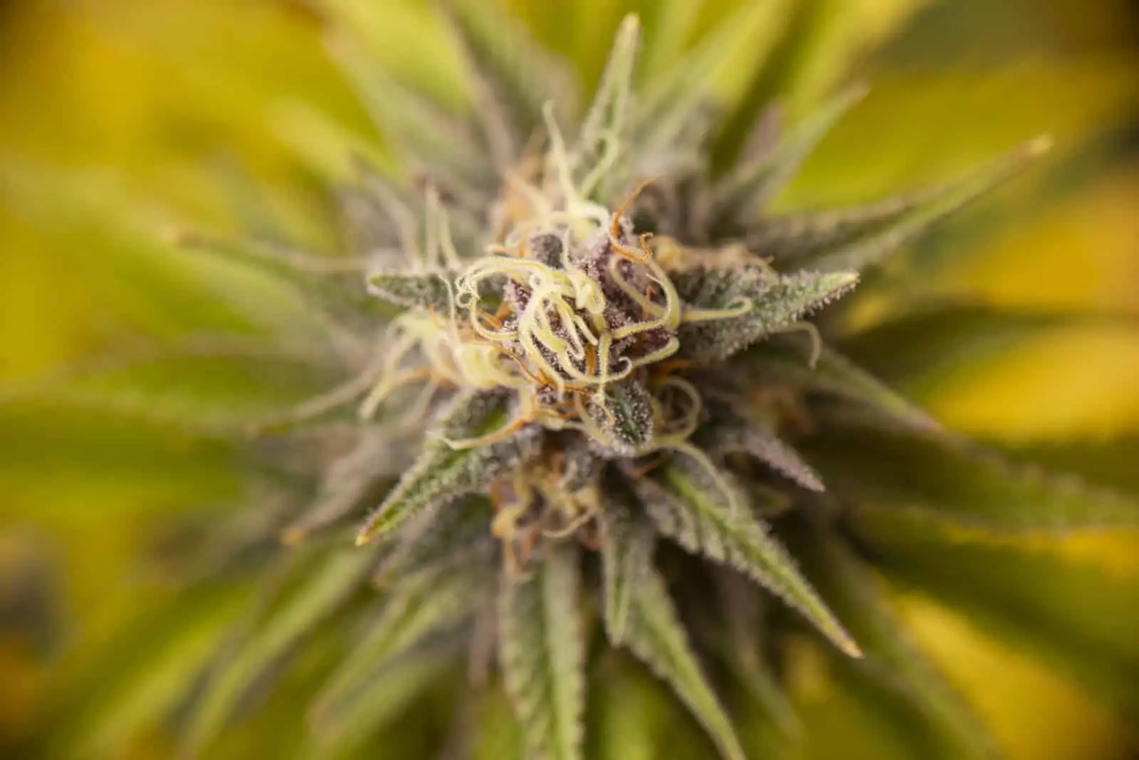 A Beginner’s Guide to the Different Strains of Weed