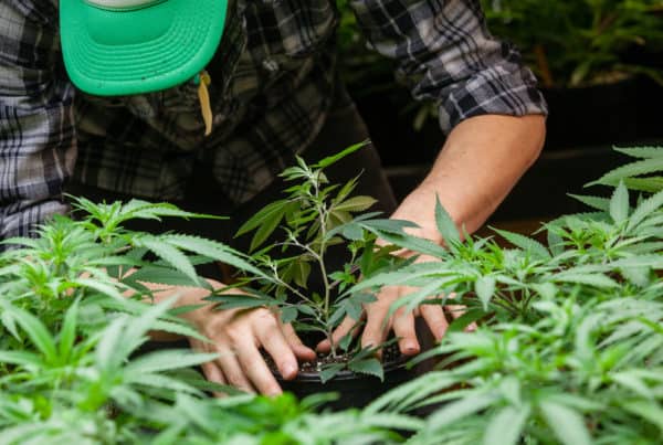 Best Cannabis Nutrients to Buy. Man planting marijuana.