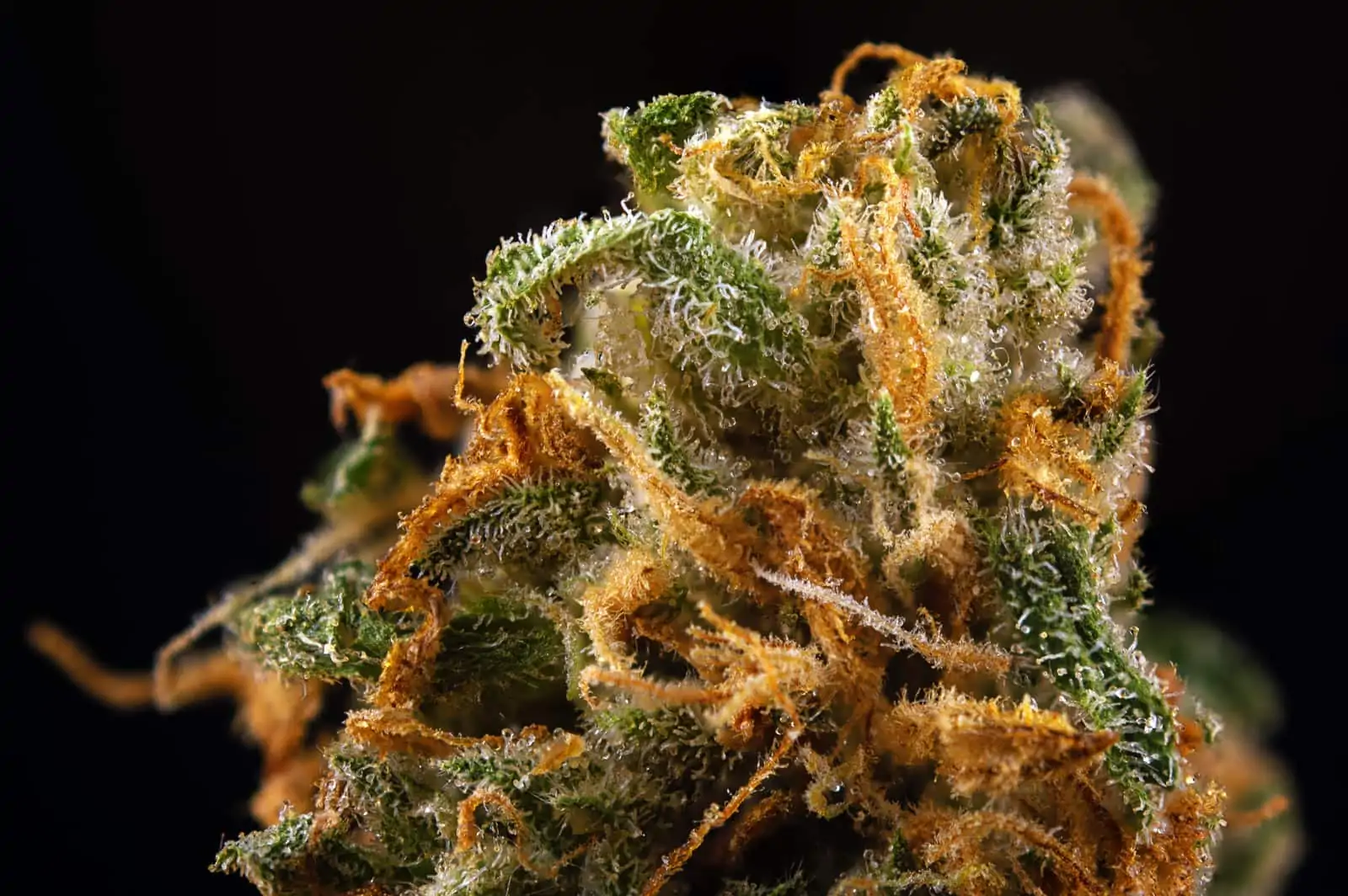 Harlequin strain guide. Closeup of marijuana plant.